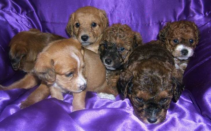 goldendoodle mini puppies. 2011 Mini Goldendoodle Puppies