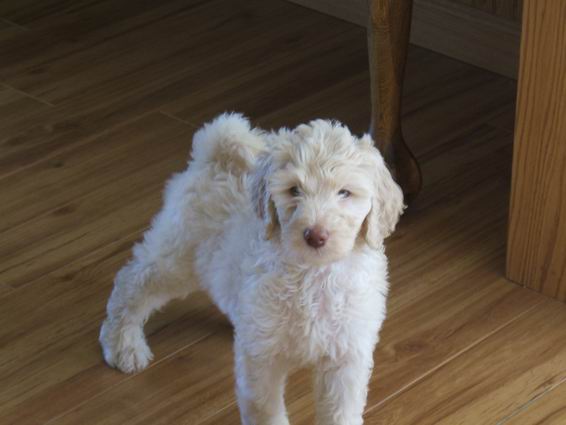 f1b goldendoodle pictures. Black F1B goldendoodle--Ranger