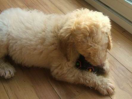 f1b goldendoodle pictures. PREVIOUS F1B GOLDENDOODLES