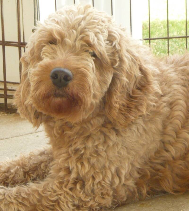 miniature goldendoodle dogs. MINI GOLDENDOODLE