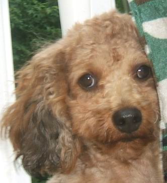 goldendoodle. girlfriend golden doodle